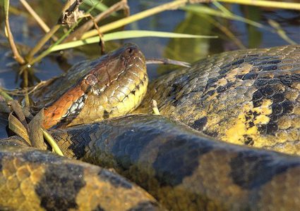 رد فعل استثنائي من أناكوندا ضخمة دهس حيوان الكسلان رأسها