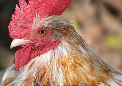 الهند.. مصرع رجل بعد نزاع دموي مع ديك