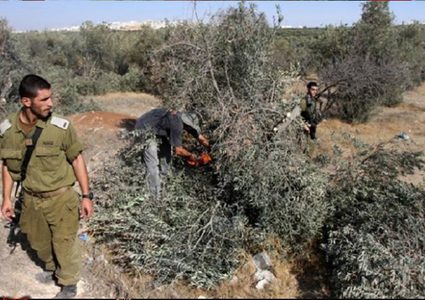 سلفيت: مسوطنون يقطعون 15 شجرة زيتون مثمرة