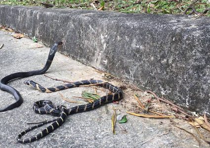 "الكوبرا الصينية" هي السبب الرئيسي في تفشي مرض كورونا المميت