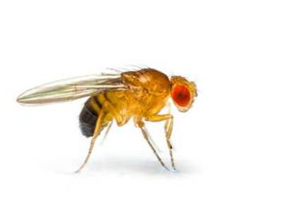 علماء ينشئون أدق خارطة لدماغ ذبابة