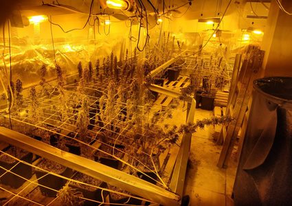 المخابرات تضبط كمية من "المارجوانا" المخدرة في جنين