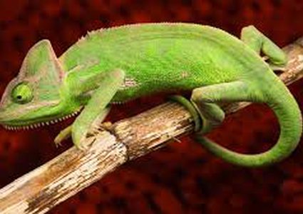 فلوريدا.. الارصاد تحذر من سقوط الزواحف على رؤوس المواطنين!