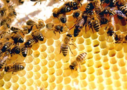 شركة تونسية تطور جهاز استشعار لزيادة مردودية العسل