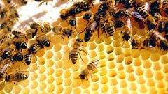 شركة تونسية تطور جهاز استشعار لزيادة مردودية العسل