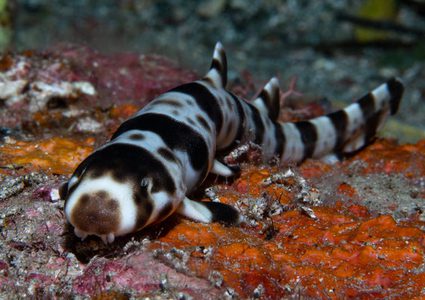 اكتشاف 4 أنواع جديدة من أسماك القرش يمكنها المشي