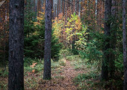 العثور على أم وأطفالها الثلاثة بعد فقدانهم في أدغال كولومبيا