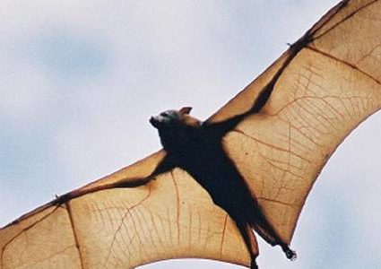 هل تسبب الخفاش في تفشي كورونا؟