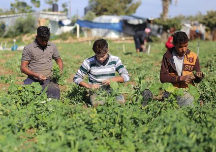 نابلس: مزارعون يتمكنون من زراعة أراضيهم بعد 20 عاما من المنع