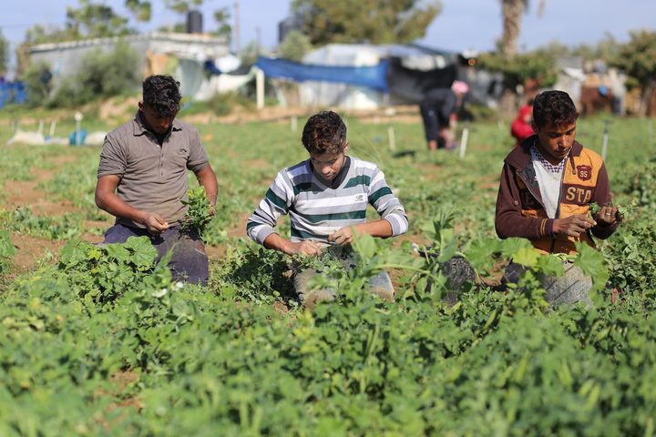 نابلس: مزارعون يتمكنون من زراعة أراضيهم بعد 20 عاما من المنع