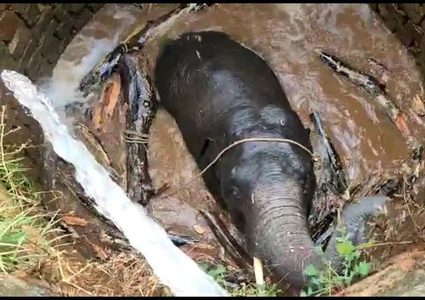الهند.. خطة مبتكرة لإنقاذ رضيع فيل سقط في بئر