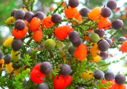 مزارع أمريكي يعرض شجرة تنتج أربعين نوعا من الفاكهة