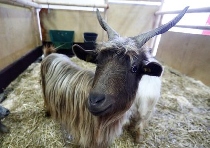 شاب خليجي يقضم جزءا من أذن ماعز