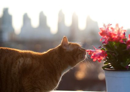 إناء ذكي يخبرك بما تحتاجه النبتة