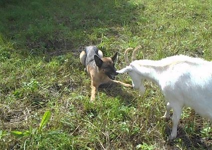 عنزة وكلب يتنافسان على منصب عمدة مدينة أمريكية