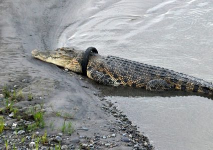 رصد مكافأة مالية لتخليص تمساح من معاناة قاتلة استمرت 3 سنوات