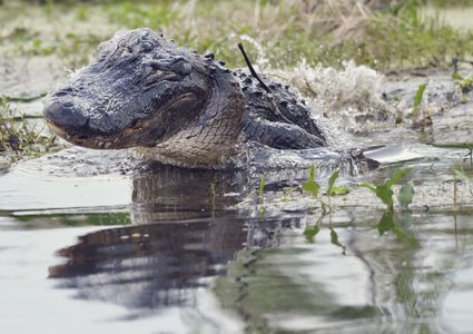 دولة تقدم جائزة لمن يخرج حيوان عالق