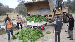 زراعة غزة تتلف كميات من المزروعات المصابة بمبيدات الاحتلال السامة