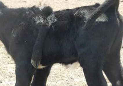 بقدم خامسة.. عجل الجفاف يثير دهشة رواد المواقع الاجتماعية!