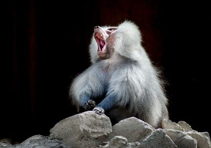 قرد بابون يخطف شبل أسد من عرينه