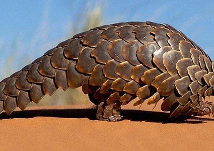 باحثون: آكل النمل الحرشفي قد يكون عائلا مضيفا للكورونا