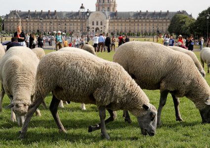 خروف غاضب يطيح بعامل