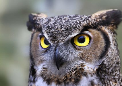 "بومة" تتبع حمية غذائية لتتمكن من التحليق مجددا !