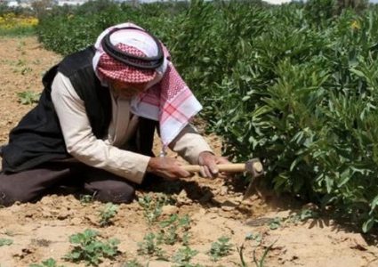 وزير الاقتصاد: اجراءات حكومية لدعم المزارع الفلسطيني