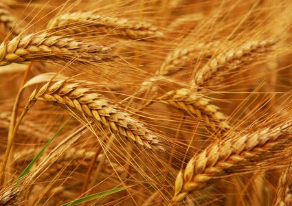 مصر تقترح مناقصة لشراء القمح بكميات غير محدودة