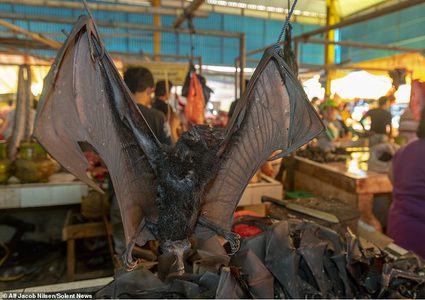 جزيرة إندونيسية ترفض التخلي عن بيع الخفافيش رغم تحذير السلطات