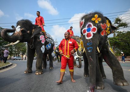 شاهد.. فيلان ينتهزان توقف إشارة المرور لسرقة قصب السكر