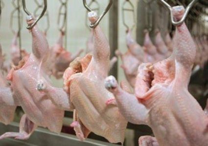 أسعار الدجاج في غزة اليوم الجمعة