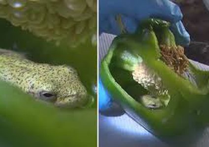 زوجان يؤكدان العثور على ضفدع داخل ثمرة فلفل سليمة !