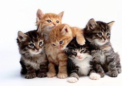 إمرأة روسية تقع في مأزق محرج بسبب 130 قطة