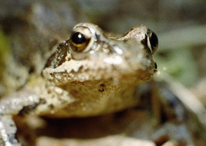 زوجان يعثران على "شيء صادم" داخل ثمرة فلفل