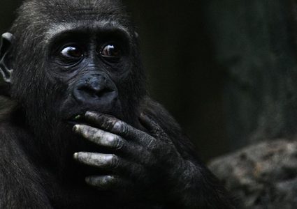 ولادة "تاريخية" في حديقة حيوانات أمريكية