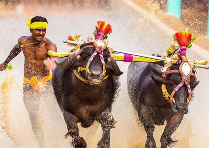 الهند.. عامل بناء هندي يحطم رقما قياسيا في سباق "حقول الأرز"