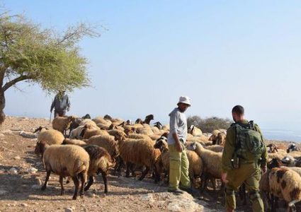 الاحتلال يلاحق رعاة الأغنام في الأغوار الشمالية