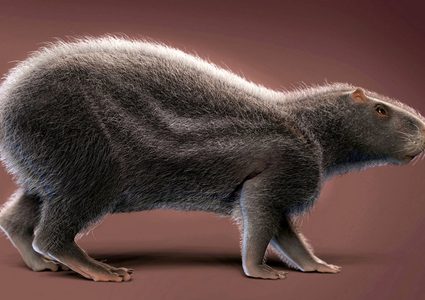 علماء يدرسون حفريات تعود لجرذ بحجم الإنسان !