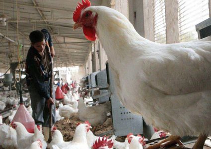 نقابة مربي الدواجن تدق ناقص الخطر: نصف المزارعين في السجون