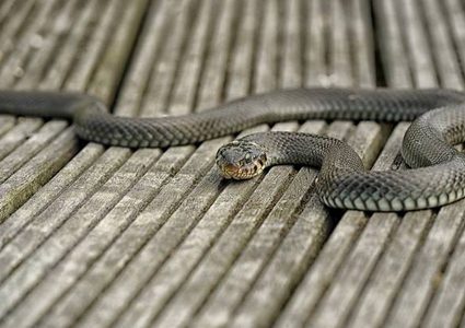 انتشار عشرات الأفاعي في أغطية وسادات يثير رعب سكان مدينة بريطانية