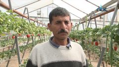 نجاح زراعة الفراولة لأول مرة في السموع جنوب الخليل