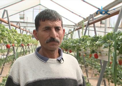 نجاح زراعة الفراولة لأول مرة في السموع جنوب الخليل