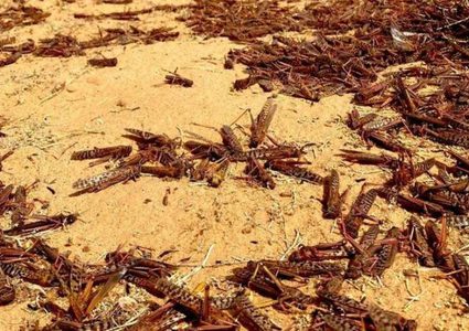 الأردن تكافح الجراد وترفع حالة الطوارئ إلى الدرجة القصوى