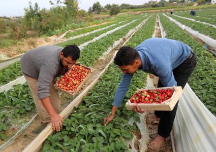 مفاوضات لإنهاء قرار منع تصدير المنتجات الزراعية الفلسطينية