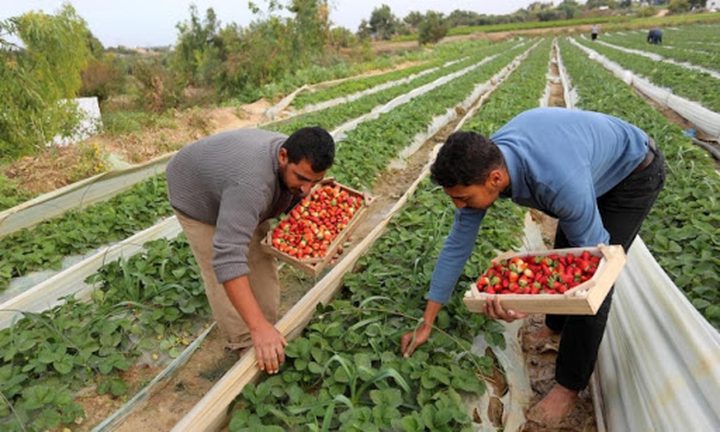 مفاوضات لإنهاء قرار منع تصدير المنتجات الزراعية الفلسطينية