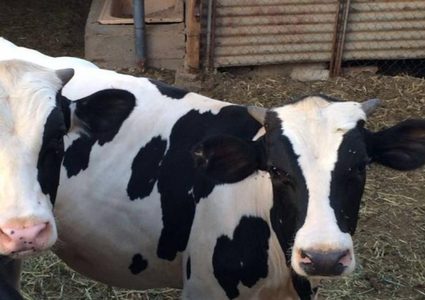 الاحتلال يتراجع عن إجراءاته بشأن الاستيراد المباشر للثروة الحيوان