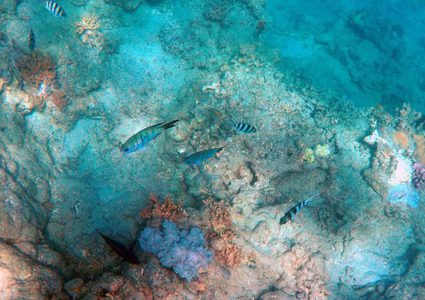 شف عن كائن بحري وحيد من نوعه في العالم