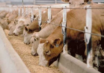 الاحتلال: ستتم إعادة التجارة مع السلطة الفلسطينية