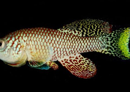 دراسة تكشف قدرة سمكة افريقية على محاربة الشيخوخة